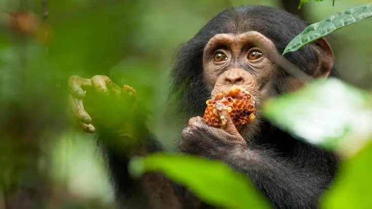 Şempanze izle